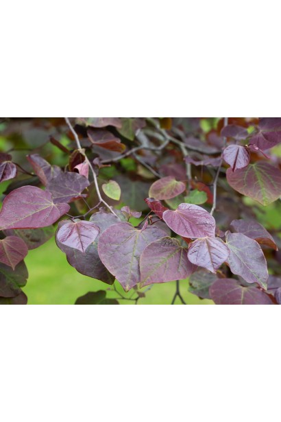 Церцис канадський Рубі Фолс | Cercis canadensis Ruby Falls | Церцис канадский Руби Фолс